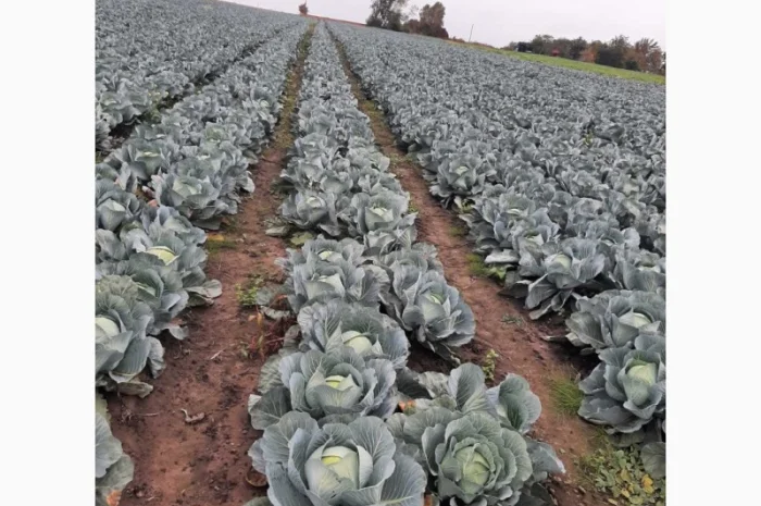 Капуста сорт Агресор на продажу- фото № 4