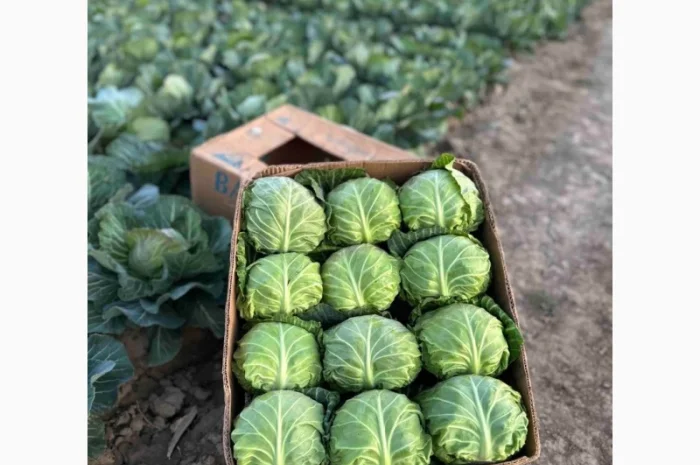 Капуста та інші овочі на продаж- фото № 1