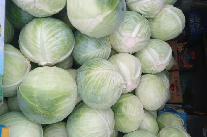 Капуста сорт Центурион на продажу- фото № 1