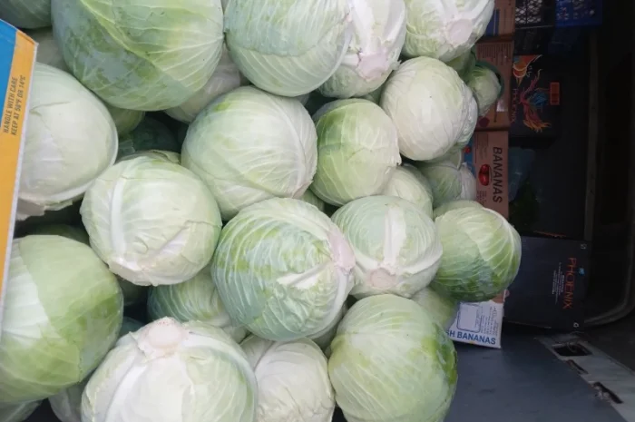 Капуста сорт Центурион на продажу- фото № 2