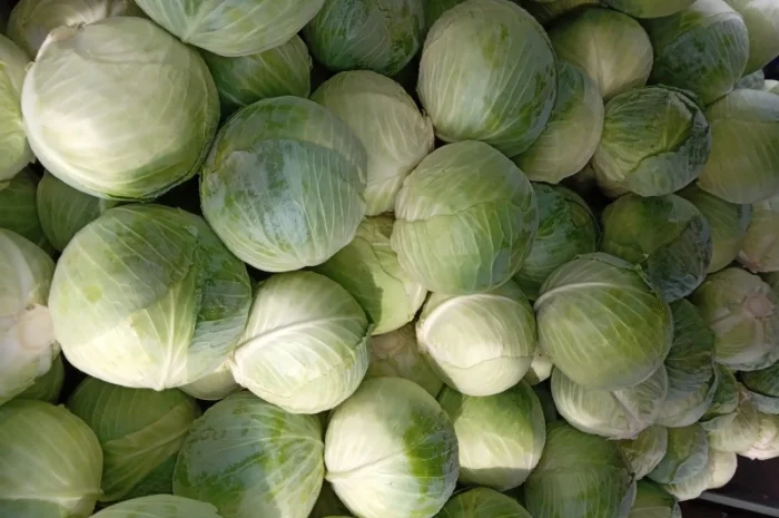 Капуста сорт Центурион на продажу- фото № 3