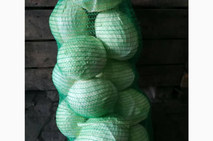 Капуста сорт Агрессор на продаж- фото № 1