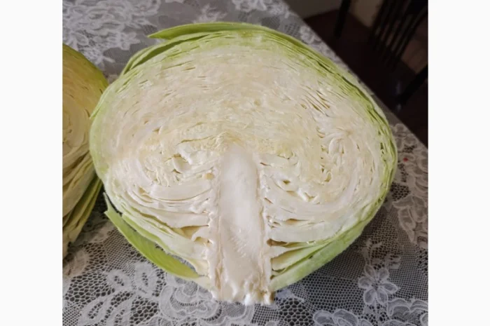 Капуста Агресор для переработки- фото № 1