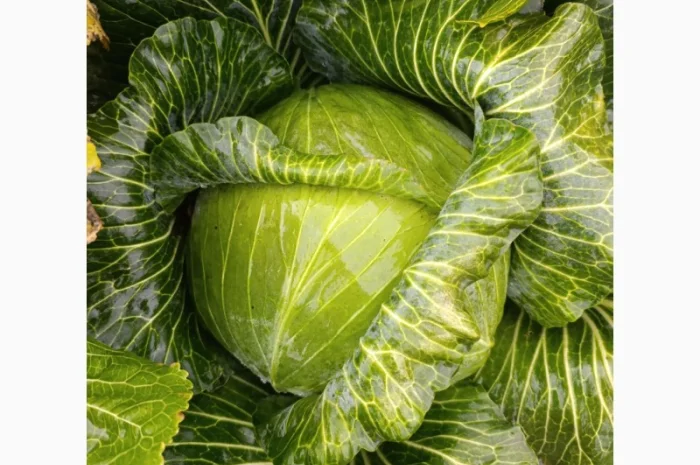 Капуста Агресор для переработки- фото № 2