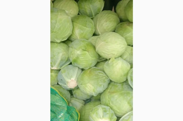 Продаж капусти білокачанної- фото № 1
