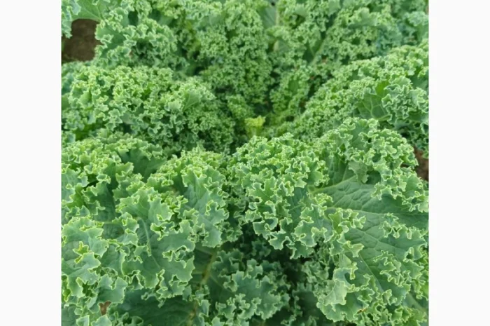 Свежая капуста Кале (Kale) от производителя, урожай 2025- фото № 1