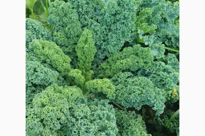 Свежая капуста Кале (Kale) от производителя, урожай 2025- фото № 2