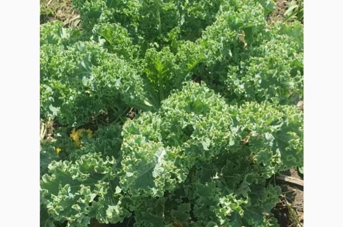 Свежая капуста Кале (Kale) от производителя, урожай 2025- фото № 3