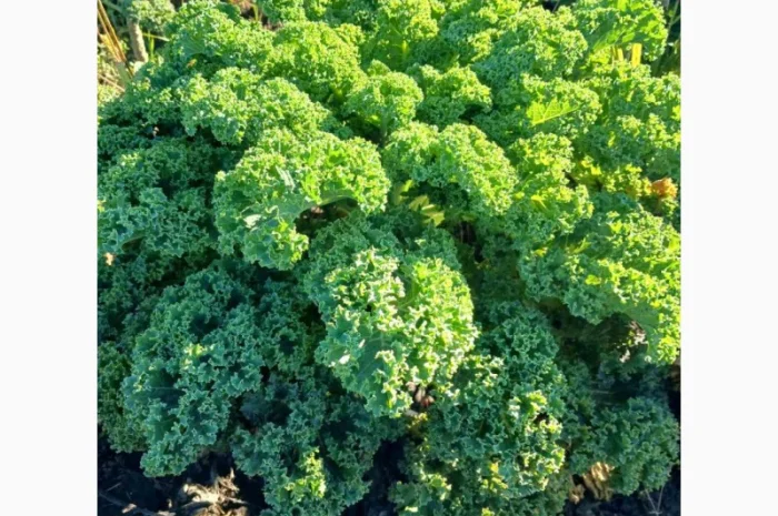 Свежая капуста Кале (Kale) от производителя, урожай 2025- фото № 4