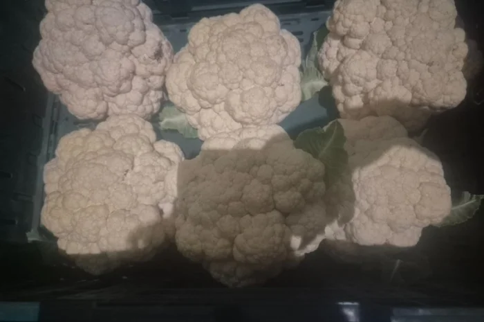 Продам капусту цветную- фото № 2