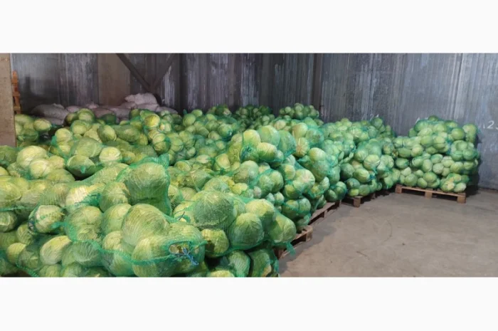 Капуста оптом- фото № 1