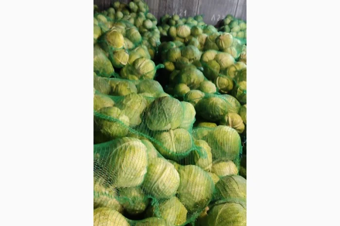 Капуста оптом- фото № 3