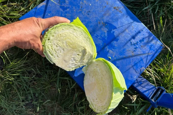 Капуста на продаж- фото № 2