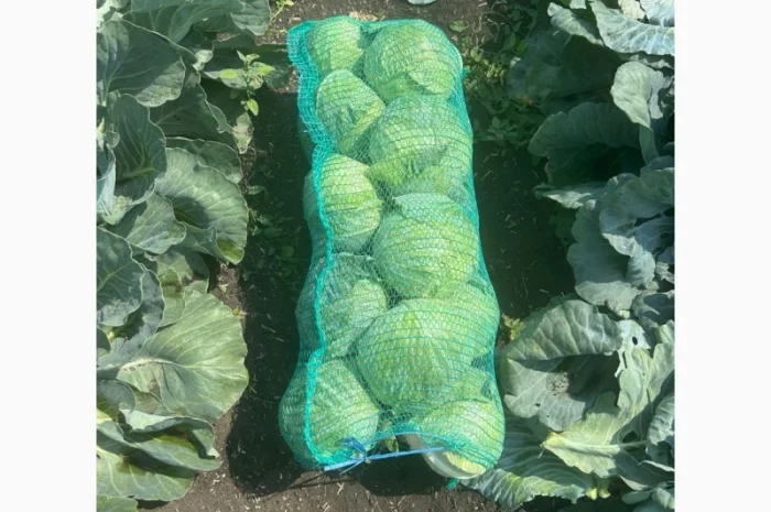 Капуста на продаж- фото № 4