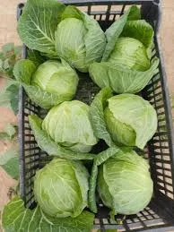 Продажа свежей белокочанной капусты оптом- фото № 1