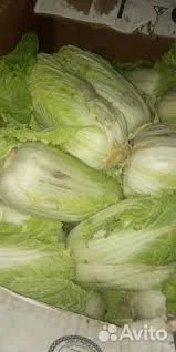 Продается пекинская капуста оптом- фото № 1