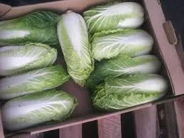 Свежая пекинская капуста урожая 2025 с доставкой по Украине- фото № 1