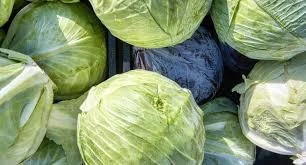 Фасована молода капуста від 10 тонн- фото № 1