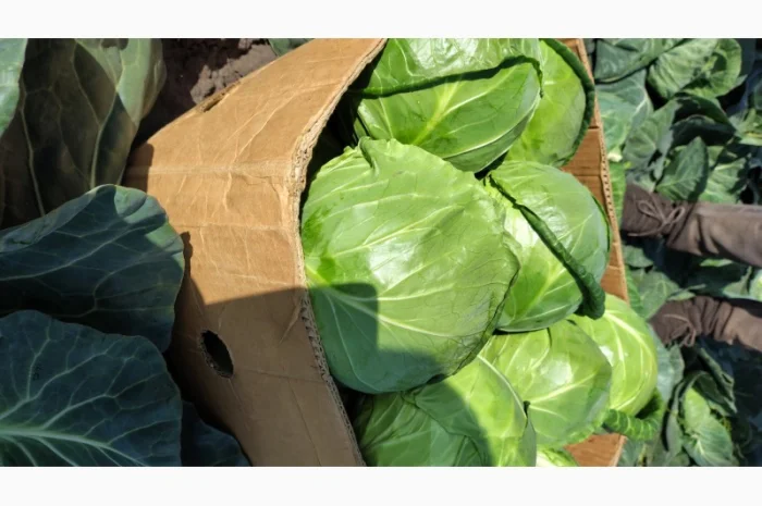 Продаж капусти гуртом- фото № 3