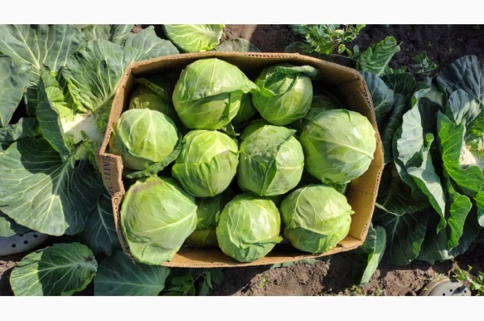 Продаж капусти гуртом- фото № 4