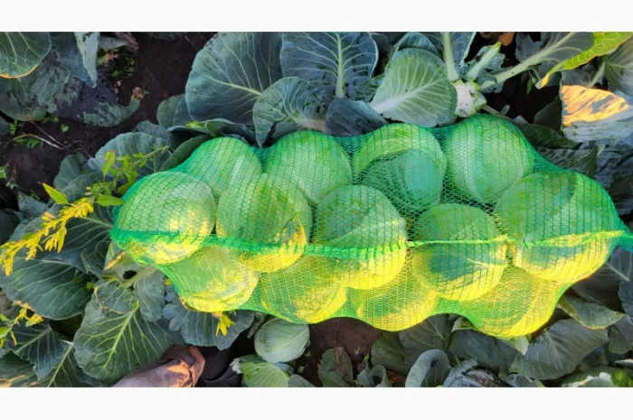 Продаж капусти гуртом- фото № 1