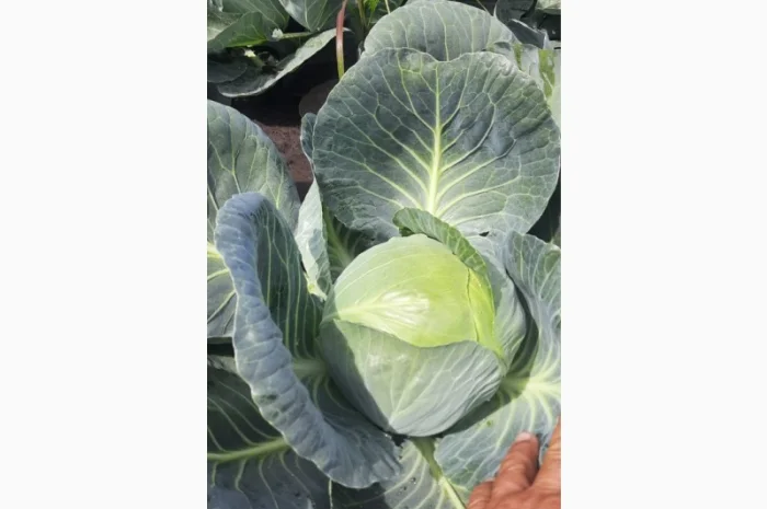 Продаж капусти гуртом- фото № 2