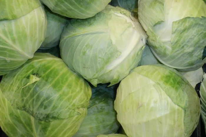 Закупівля білокачанної капусти на переробку- фото № 1