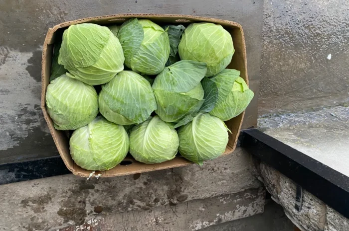 Капуста білокачанна на продаж- фото № 2