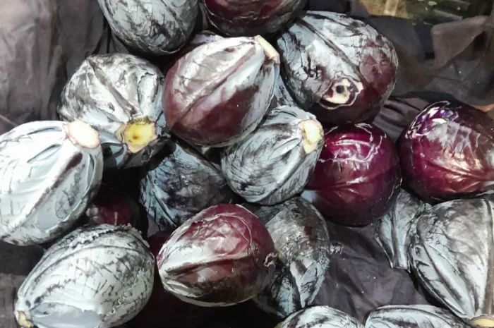 Капуста червоно качана високої якості- фото № 1