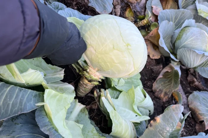 Капуста Агресор на продаж- фото № 1