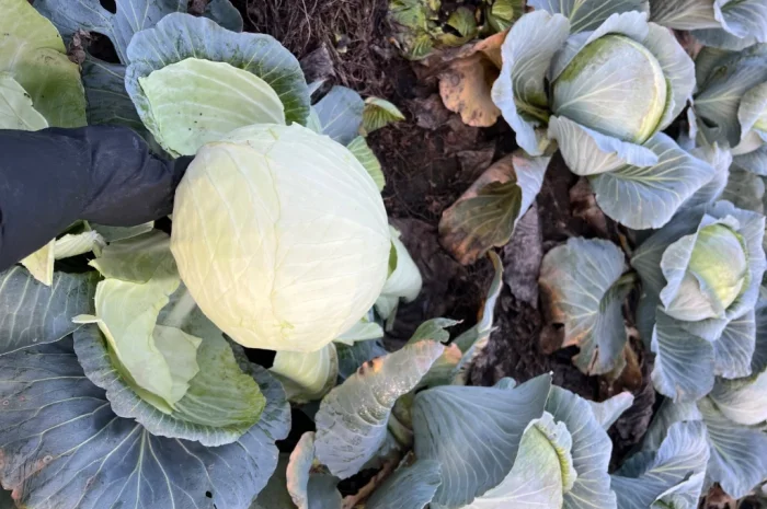 Капуста Агресор на продаж- фото № 2