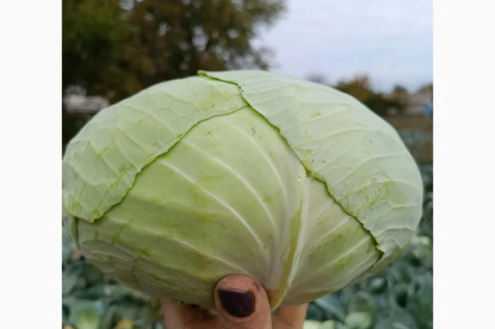 Капуста агрессор на продажу- фото № 1