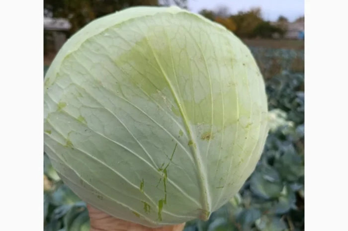 Капуста агрессор на продажу- фото № 2
