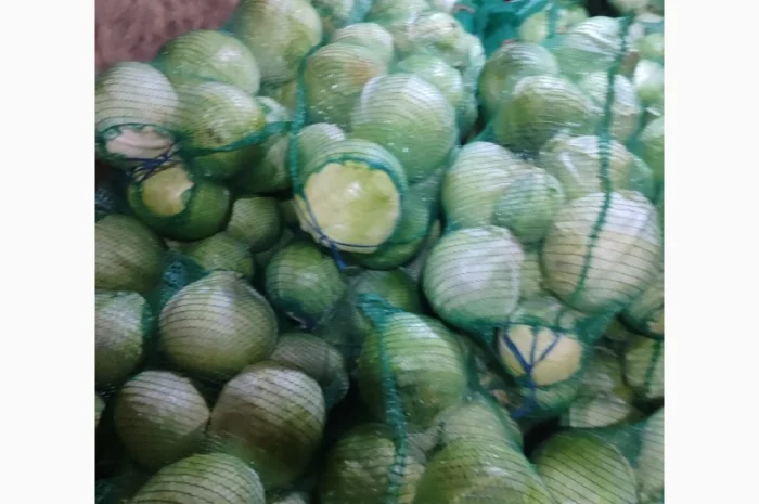 Капуста білокачанна для продажу- фото № 1