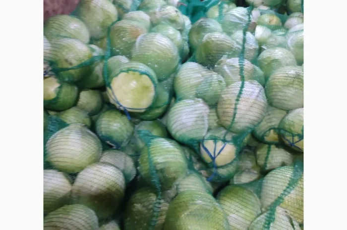 Капуста білокачанна для продажу- фото № 2