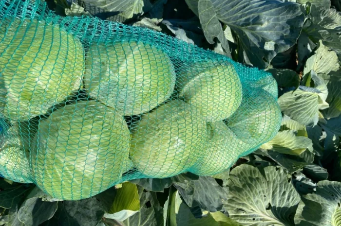 Гарна капуста на продаж- фото № 2