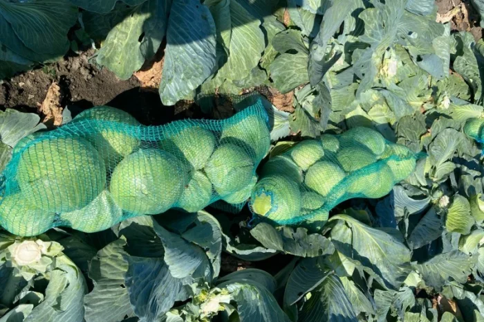 Гарна капуста на продаж- фото № 3