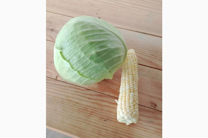 Капуста тереодор на продаж- фото № 3