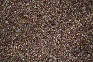 Продажа насіння повітряної кульки часника- фото № 1