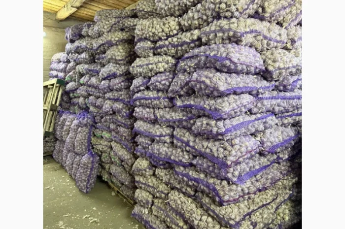 Продажа чеснока товарного 3+- фото № 1