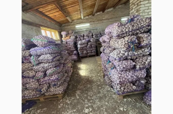 Продажа сортированного товарного чеснока в сетках- фото № 1
