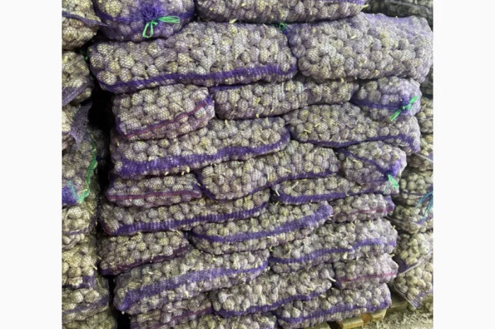 Продаю часник фракції 3+ для посадки- фото № 1