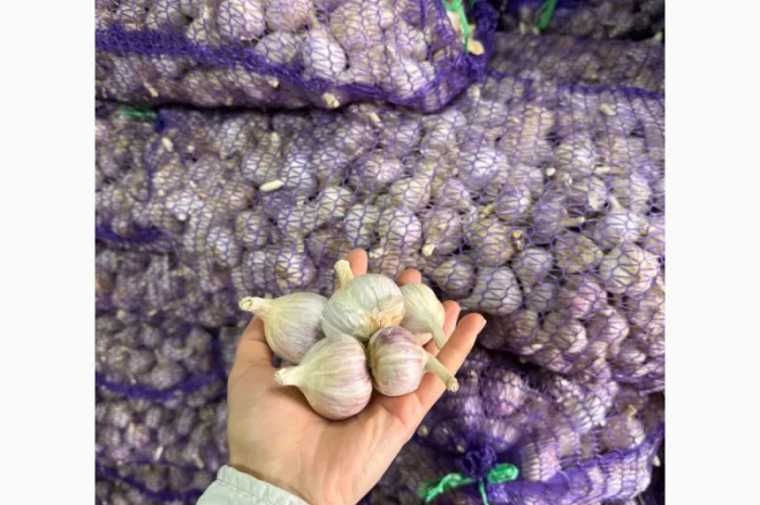 Часник любаша фракції 3-4 на продаж- фото № 1