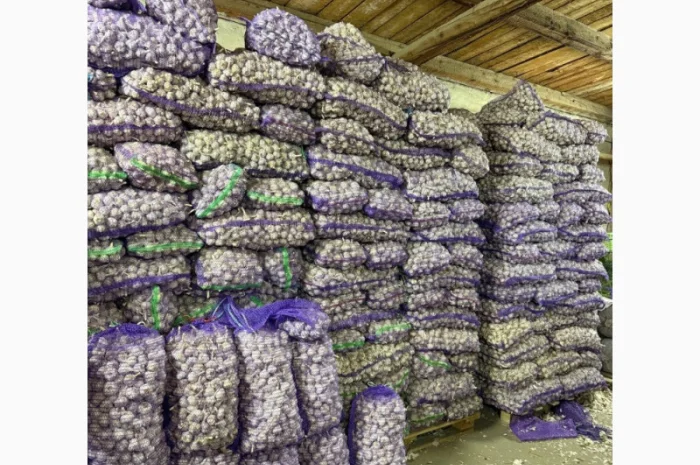 Продаж часнику 3+/на посадку- фото № 1