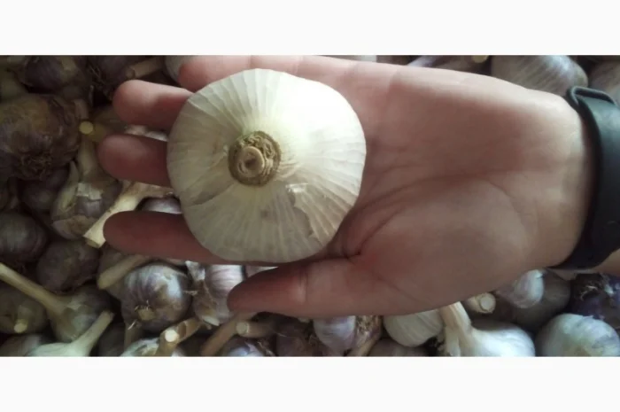 Продаж часника різних сортів- фото № 1