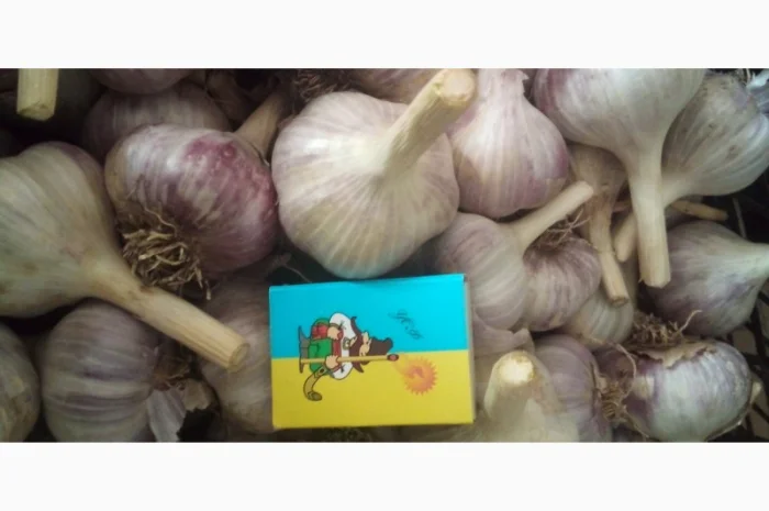 Продаж часника різних сортів- фото № 2