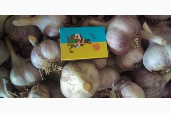 Продаж часника різних сортів- фото № 3