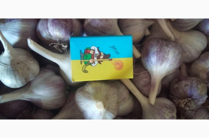 Продаж часника різних сортів- фото № 4