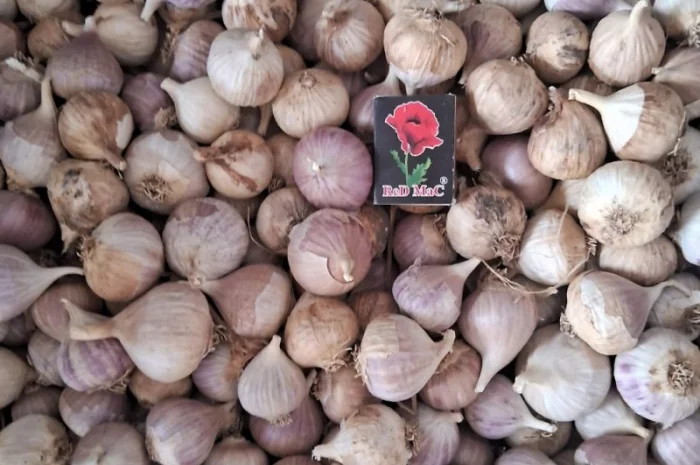 Продаю однозубку часнику сорт Любаша- фото № 1