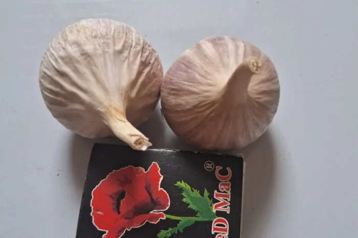 Продаю однозубку часнику сорт Любаша- фото № 2